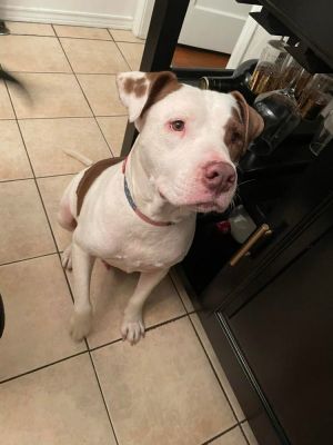 You can fill out an adoption application online on our official websiteHomerTX is a male American
