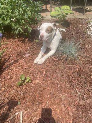 Homer (TX) American Staffordshire Terrier Dog