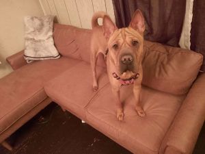 You can fill out an adoption application online on our official websiteBebe TX is a male Shar Pei