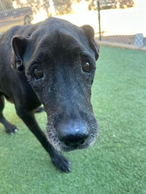 You can fill out an adoption application online on our official websiteSullyTX is a male Labrador