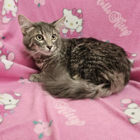 Harold, an adoptable Domestic Medium Hair in Garden City, KS, 67846 | Photo Image 1