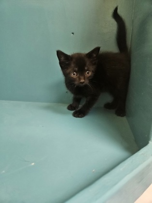 Olivia, an adoptable Domestic Short Hair in Pendleton, OR, 97801 | Photo Image 1