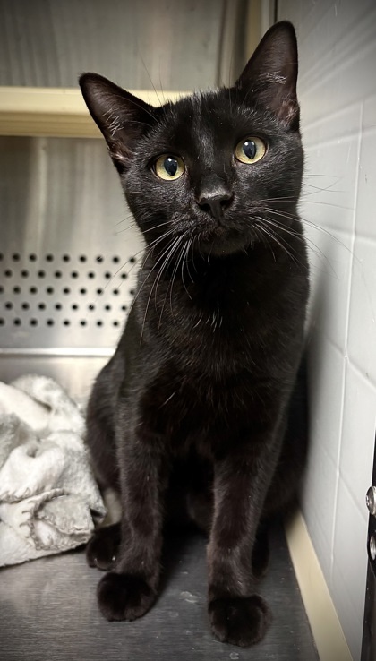 Olivia, an adoptable Domestic Short Hair in Pendleton, OR, 97801 | Photo Image 1