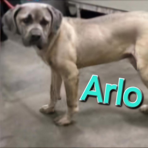 Arlo 2