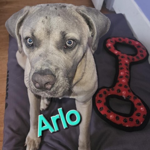 Arlo 3