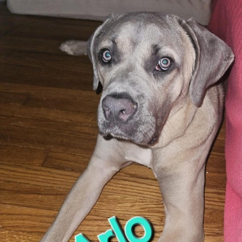 Arlo 4