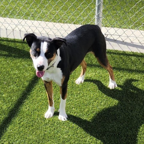 Lola, an adoptable Pit Bull Terrier, Mixed Breed in Cody, WY, 82414 | Photo Image 1