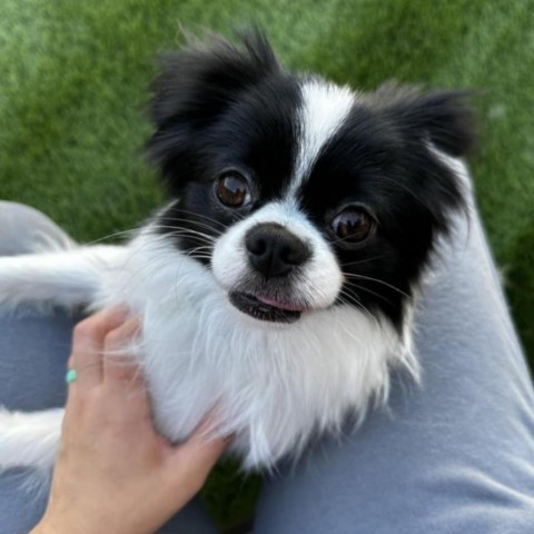 Ishiro, an adoptable Papillon, Japanese Chin in Las Cruces, NM, 88001 | Photo Image 1