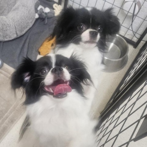 Ishiro, an adoptable Papillon, Japanese Chin in Las Cruces, NM, 88001 | Photo Image 2