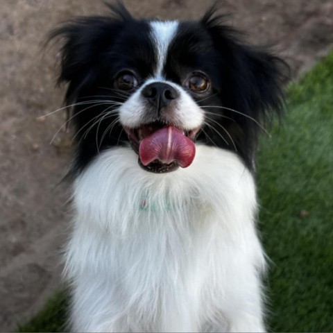 Ishiro, an adoptable Papillon, Japanese Chin in Las Cruces, NM, 88001 | Photo Image 3