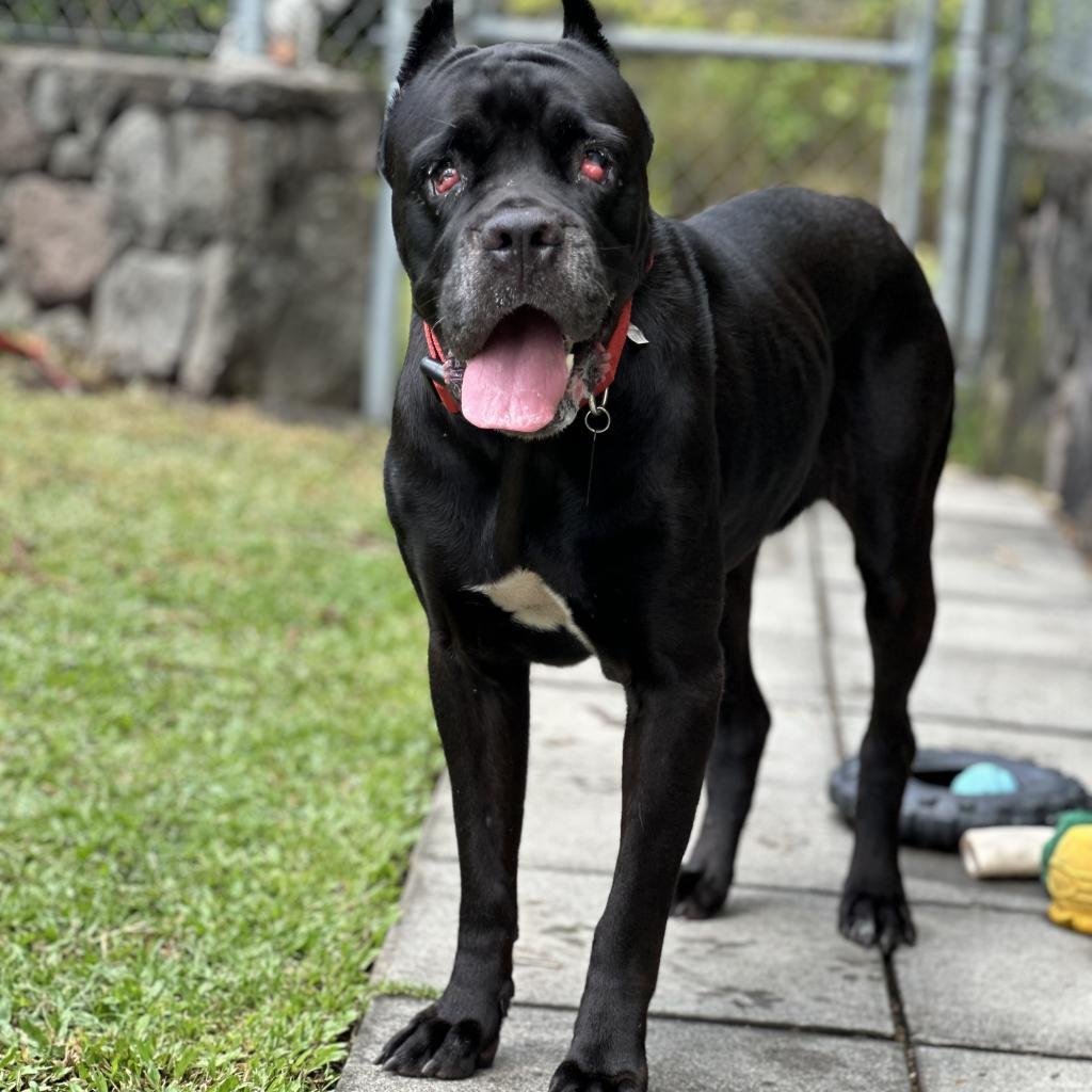 Bella, an adoptable Cane Corso in Keaau, HI, 96749 | Photo Image 1