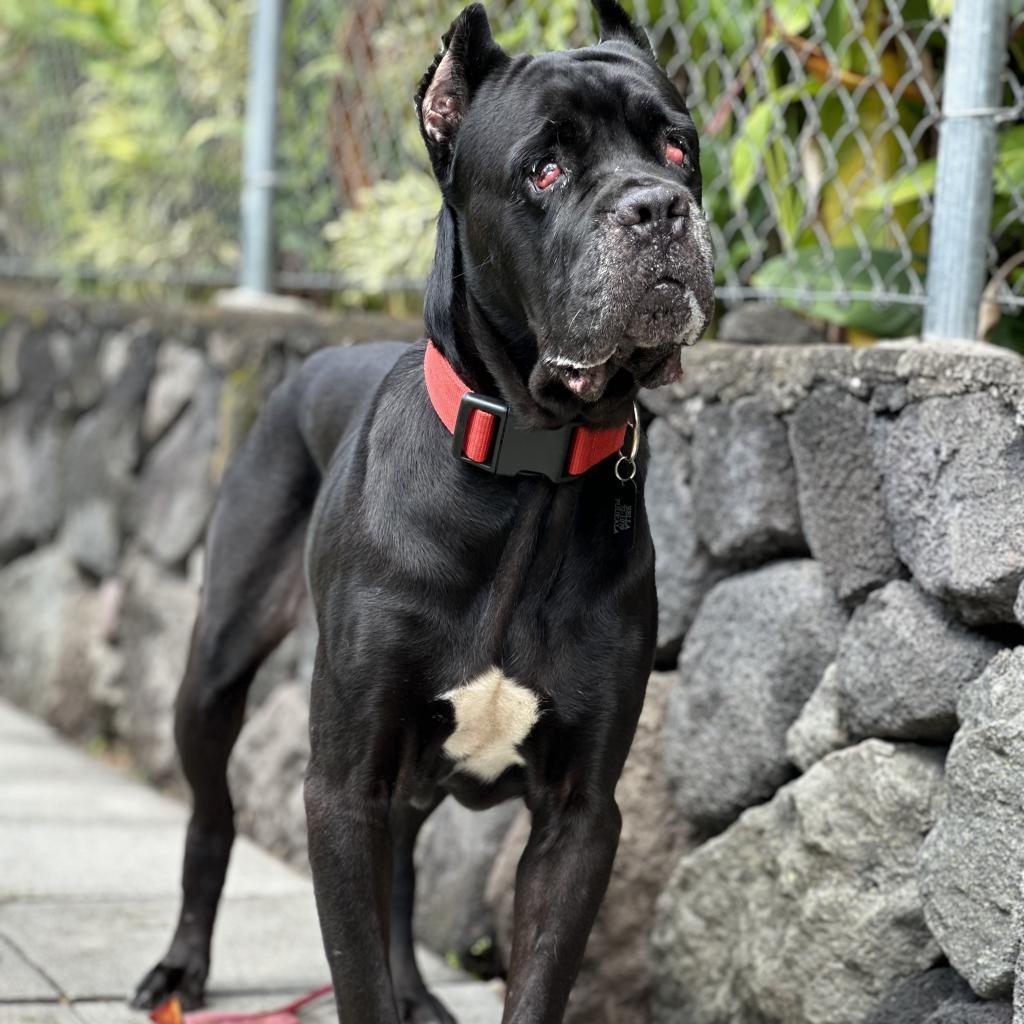 Bella, an adoptable Cane Corso in Keaau, HI, 96749 | Photo Image 2