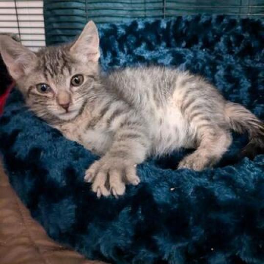 Dunlin, an adoptable Domestic Short Hair in Baker City, OR, 97814 | Photo Image 1