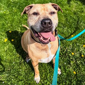 Sampson, Senior Male unknown