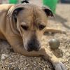 Sampson photo 2