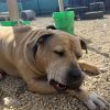 Sampson photo 3