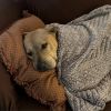 Sampson photo 4