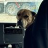 Sampson photo 6