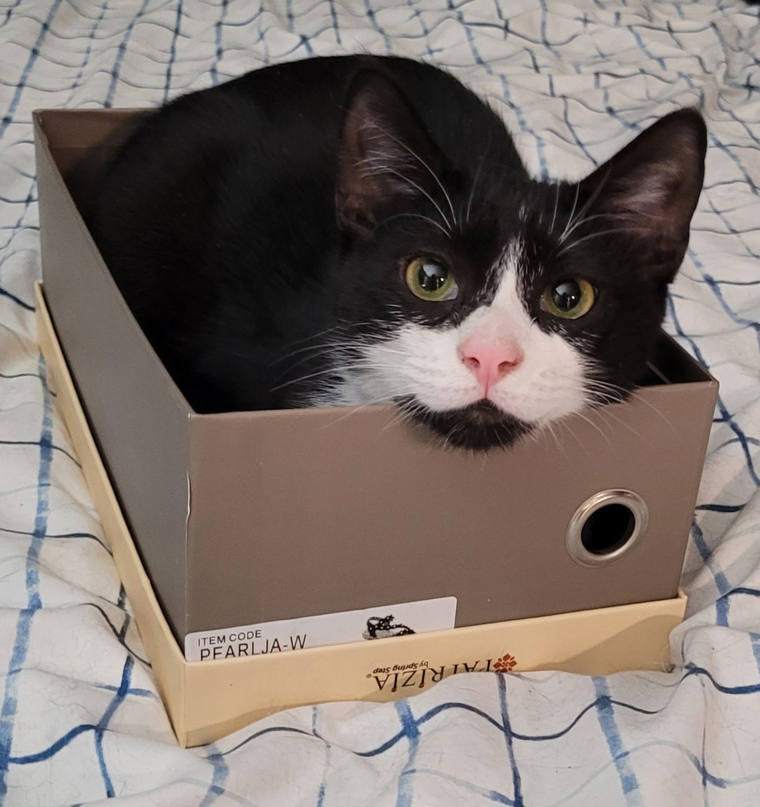 Chazzie