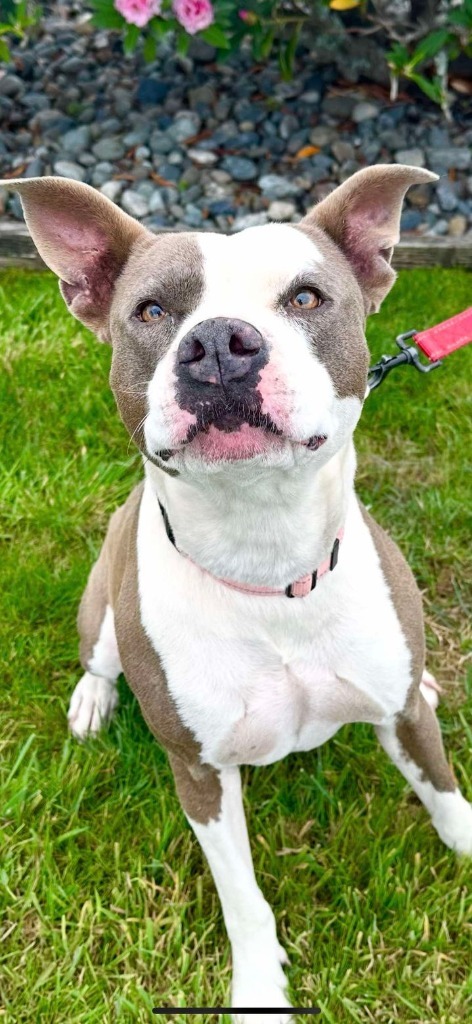 Kona, an adoptable Pit Bull Terrier in Brookings, OR, 97415 | Photo Image 1