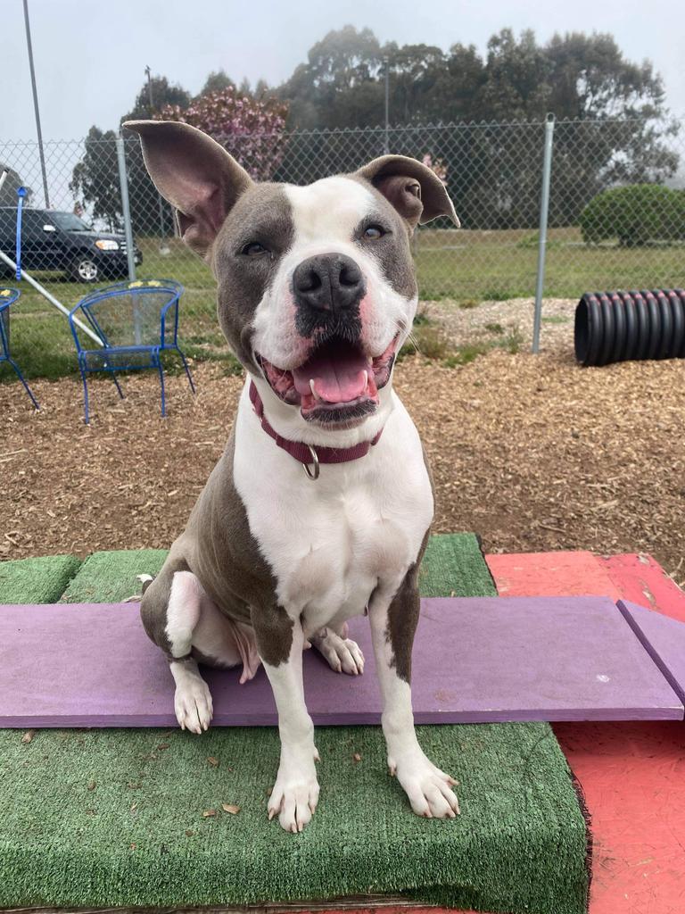 Kona, an adoptable Pit Bull Terrier in Brookings, OR, 97415 | Photo Image 2