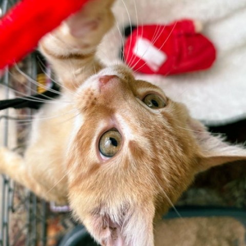 Algernon, an adoptable Domestic Short Hair in Taos, NM, 87571 | Photo Image 1