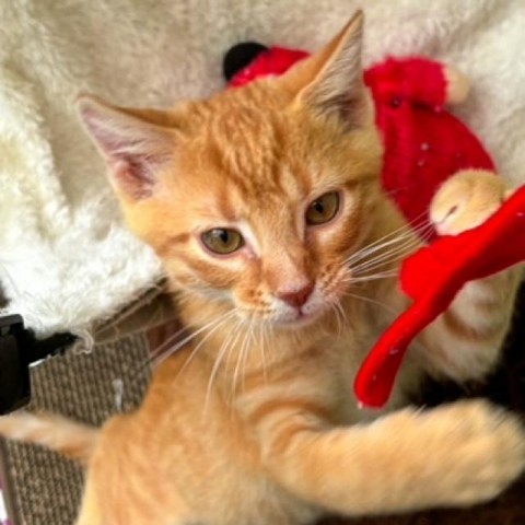 Algernon, an adoptable Domestic Short Hair in Taos, NM, 87571 | Photo Image 2