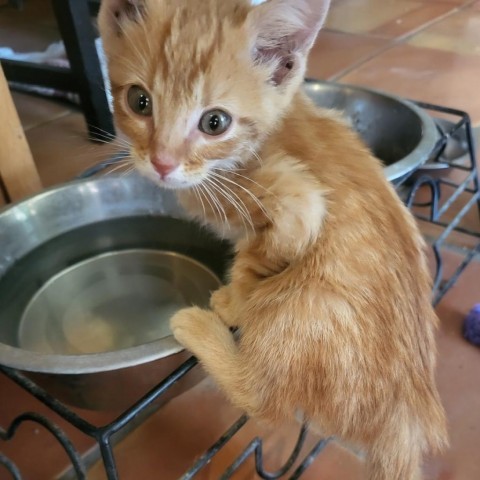 Algernon, an adoptable Domestic Short Hair in Taos, NM, 87571 | Photo Image 3