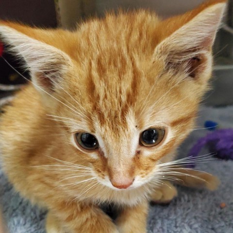 Algernon, an adoptable Domestic Short Hair in Taos, NM, 87571 | Photo Image 4