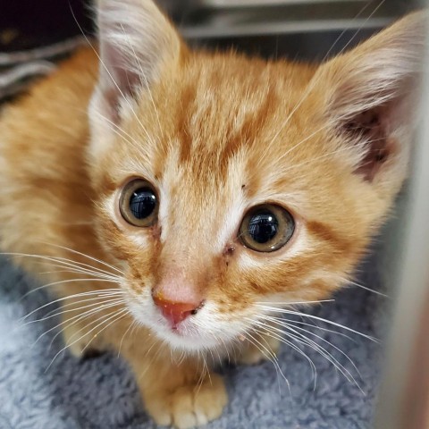 Algernon, an adoptable Domestic Short Hair in Taos, NM, 87571 | Photo Image 5