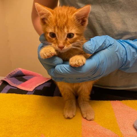 Algernon, an adoptable Domestic Short Hair in Taos, NM, 87571 | Photo Image 6