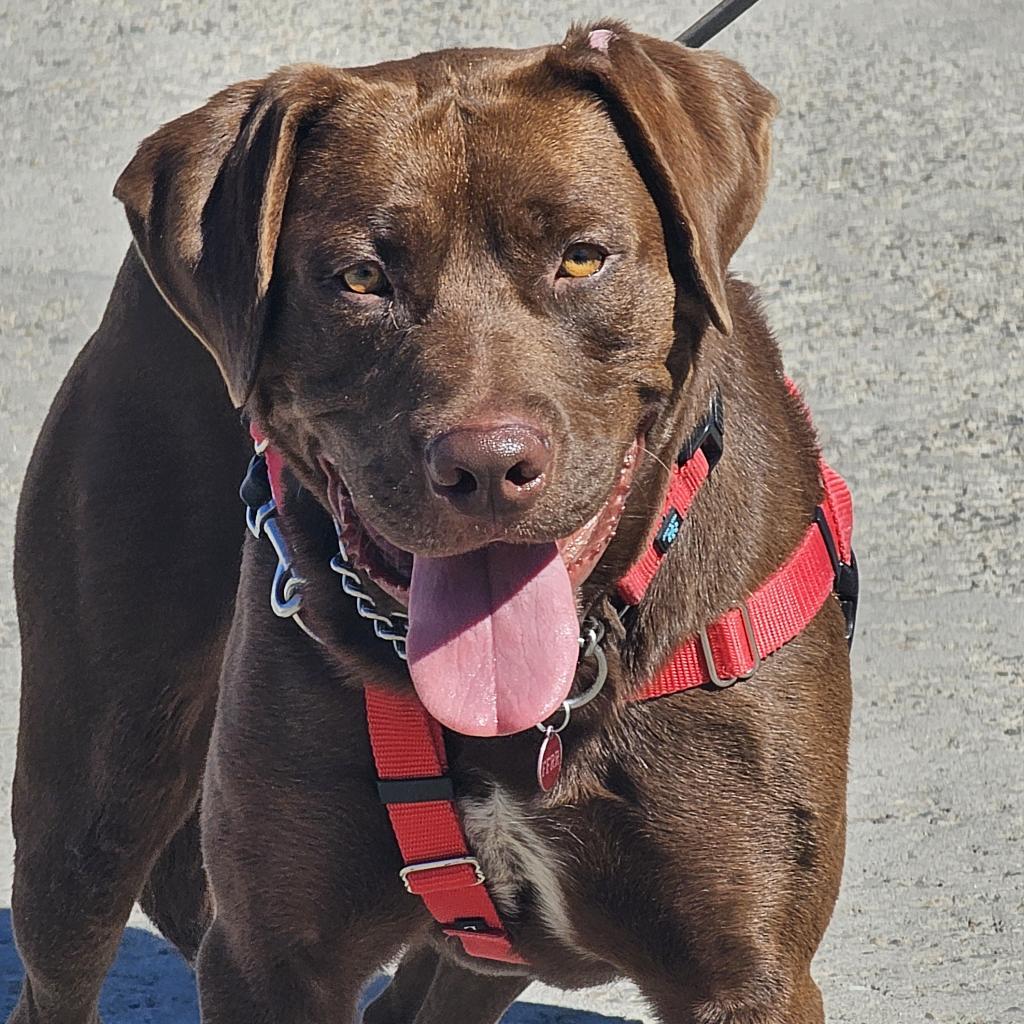 Jackson, an adoptable Mixed Breed in Bismarck, ND, 58507 | Photo Image 1