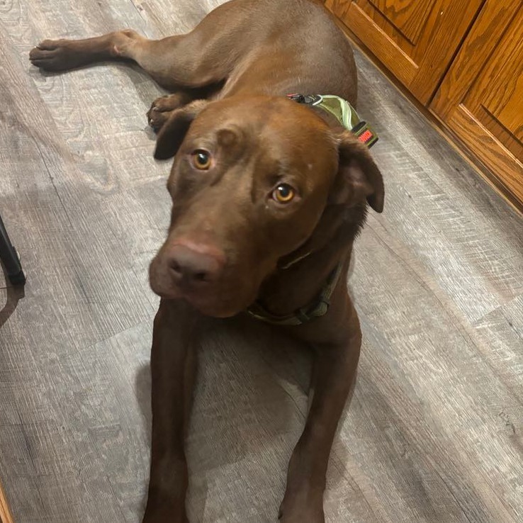 Jackson, an adoptable Mixed Breed in Bismarck, ND, 58507 | Photo Image 1