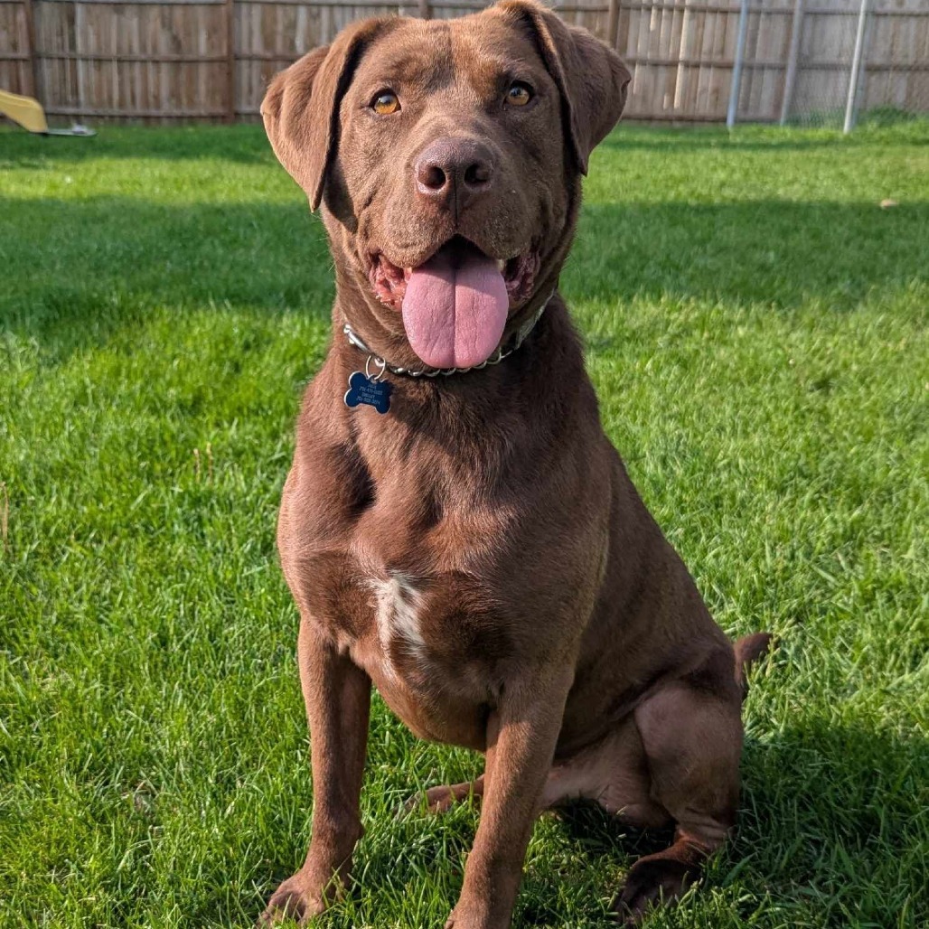 Jackson, an adoptable Mixed Breed in Bismarck, ND, 58507 | Photo Image 1