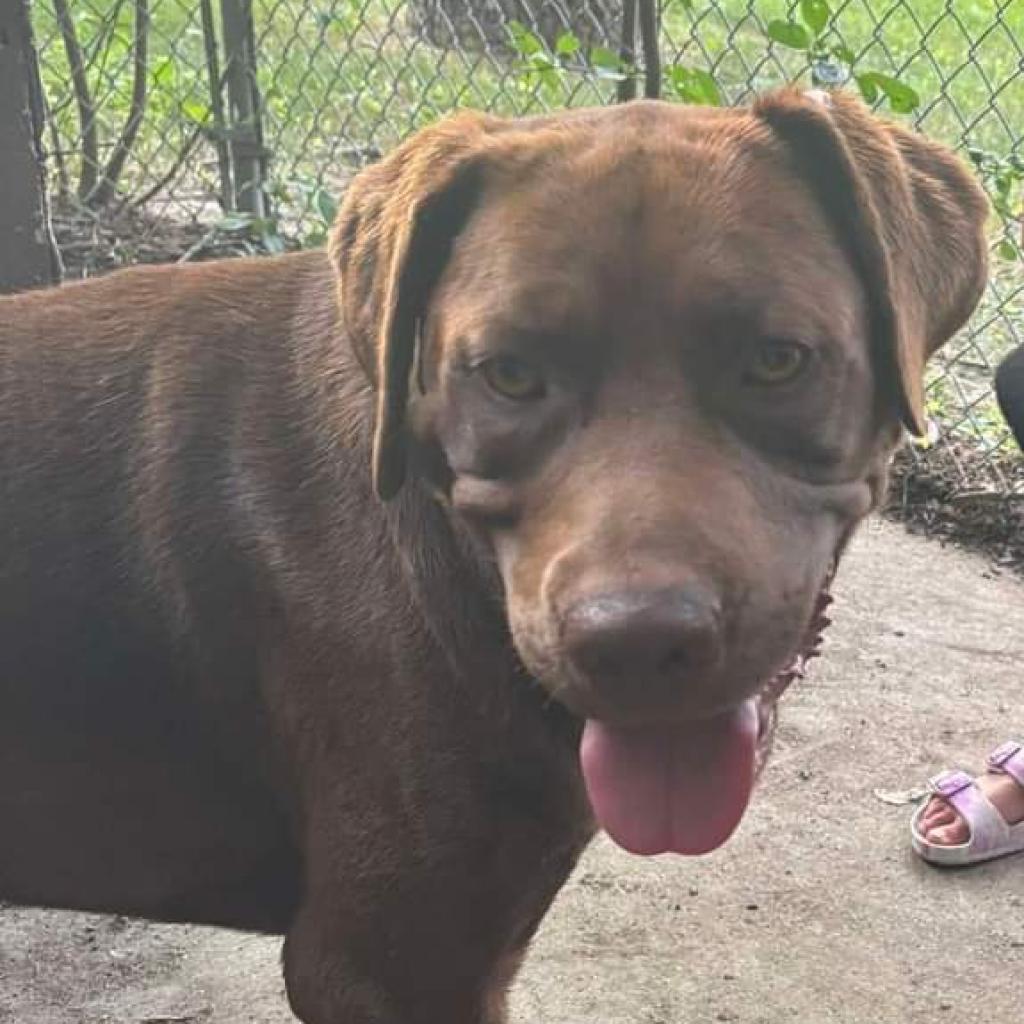 Jackson, an adoptable Mixed Breed in Bismarck, ND, 58507 | Photo Image 3