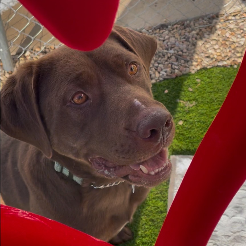 Jackson, an adoptable Mixed Breed in Bismarck, ND, 58507 | Photo Image 4