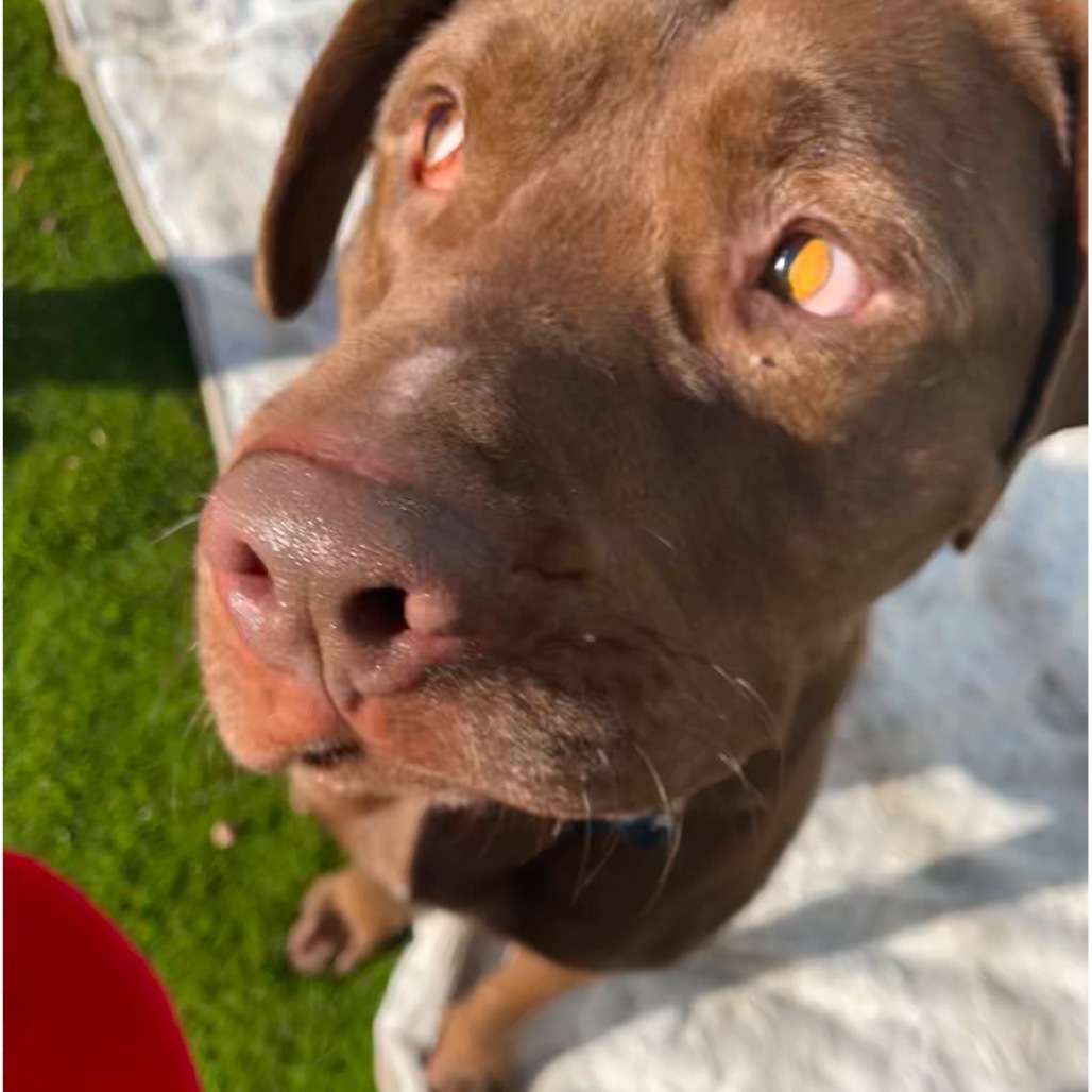 Jackson, an adoptable Mixed Breed in Bismarck, ND, 58507 | Photo Image 5