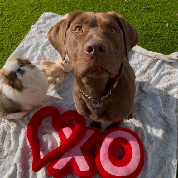 Jackson, an adoptable Mixed Breed in Bismarck, ND, 58507 | Photo Image 6