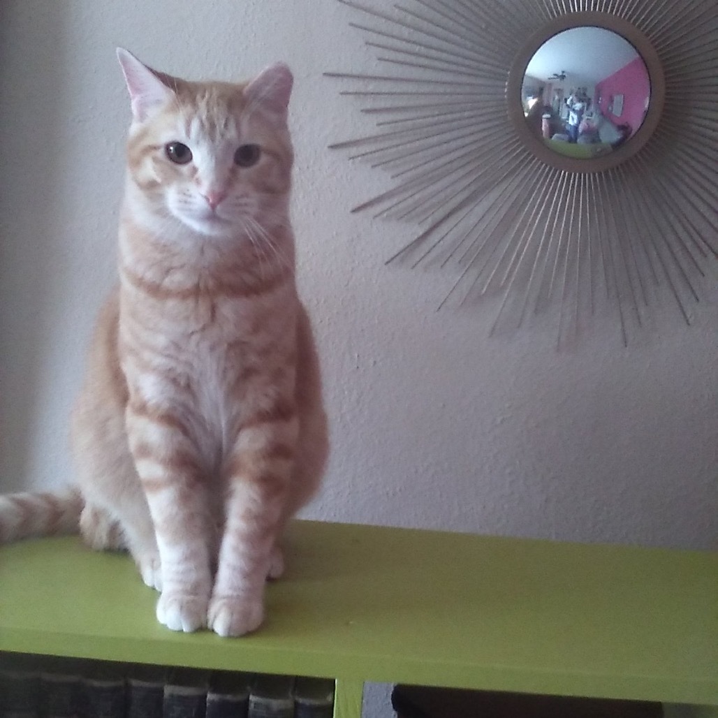 Chester, an adoptable Domestic Short Hair in Bismarck, ND, 58507 | Photo Image 1