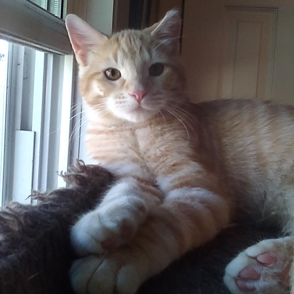 Chester, an adoptable Domestic Short Hair in Bismarck, ND, 58507 | Photo Image 2