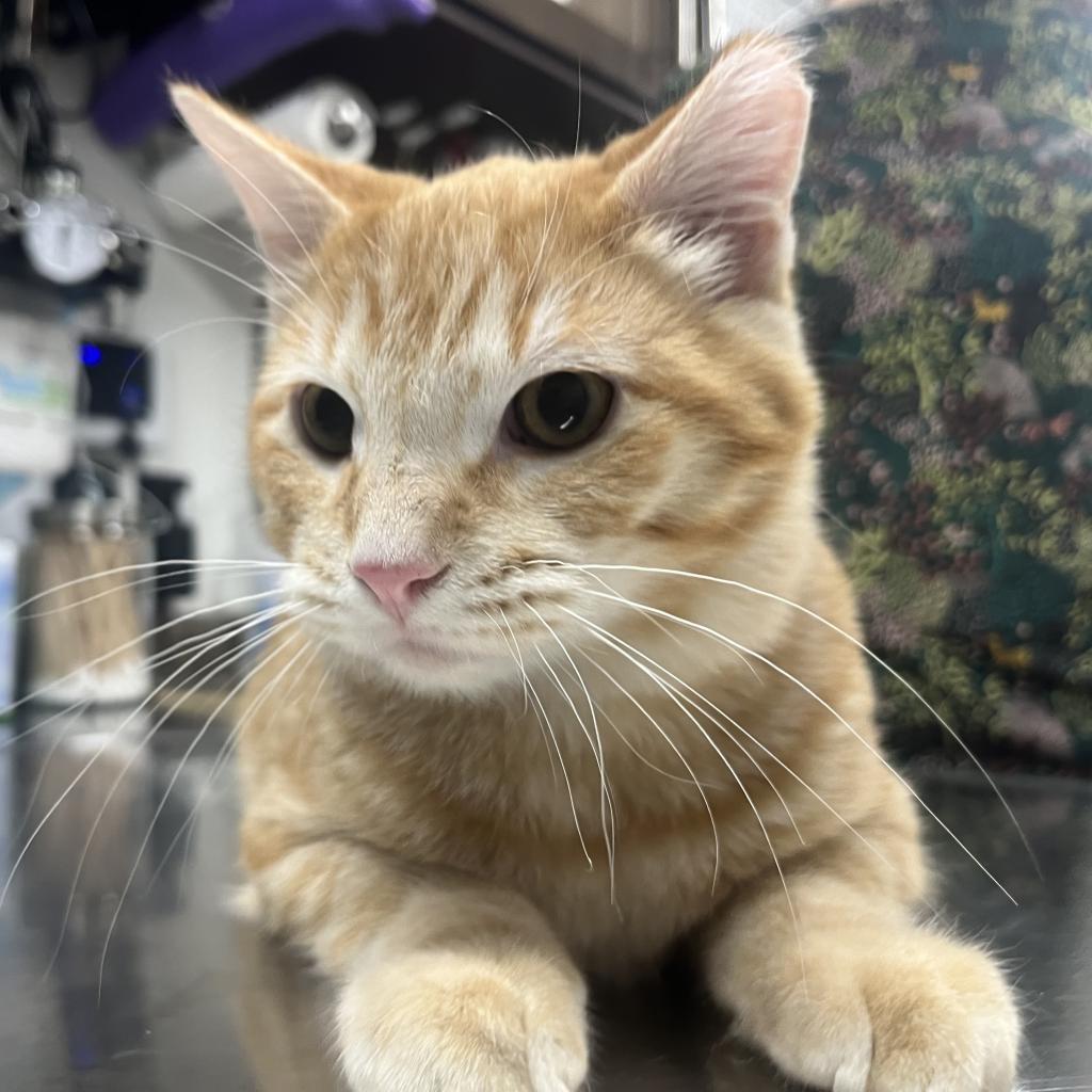 Chester, an adoptable Domestic Short Hair in Bismarck, ND, 58507 | Photo Image 3