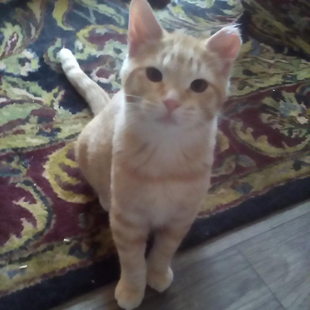 Chester, an adoptable Domestic Short Hair in Bismarck, ND, 58507 | Photo Image 4