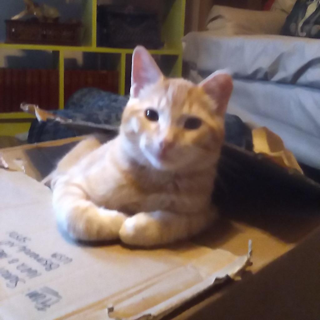 Chester, an adoptable Domestic Short Hair in Bismarck, ND, 58507 | Photo Image 5