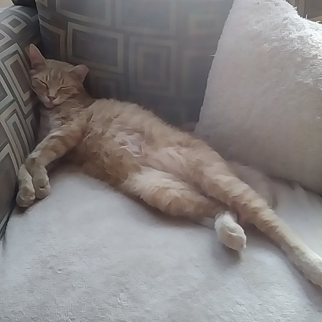 Chester, an adoptable Domestic Short Hair in Bismarck, ND, 58507 | Photo Image 6