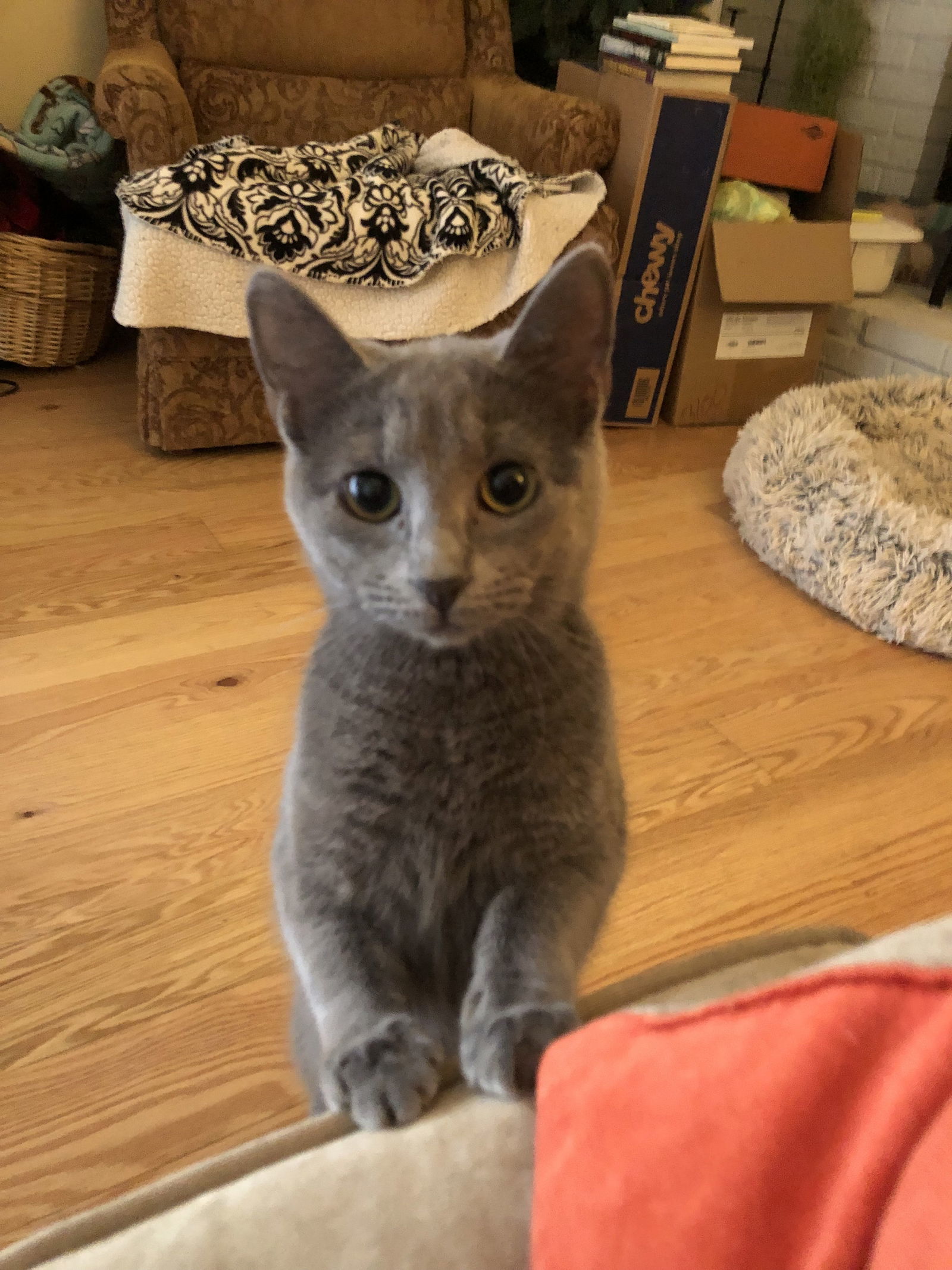 Arwen