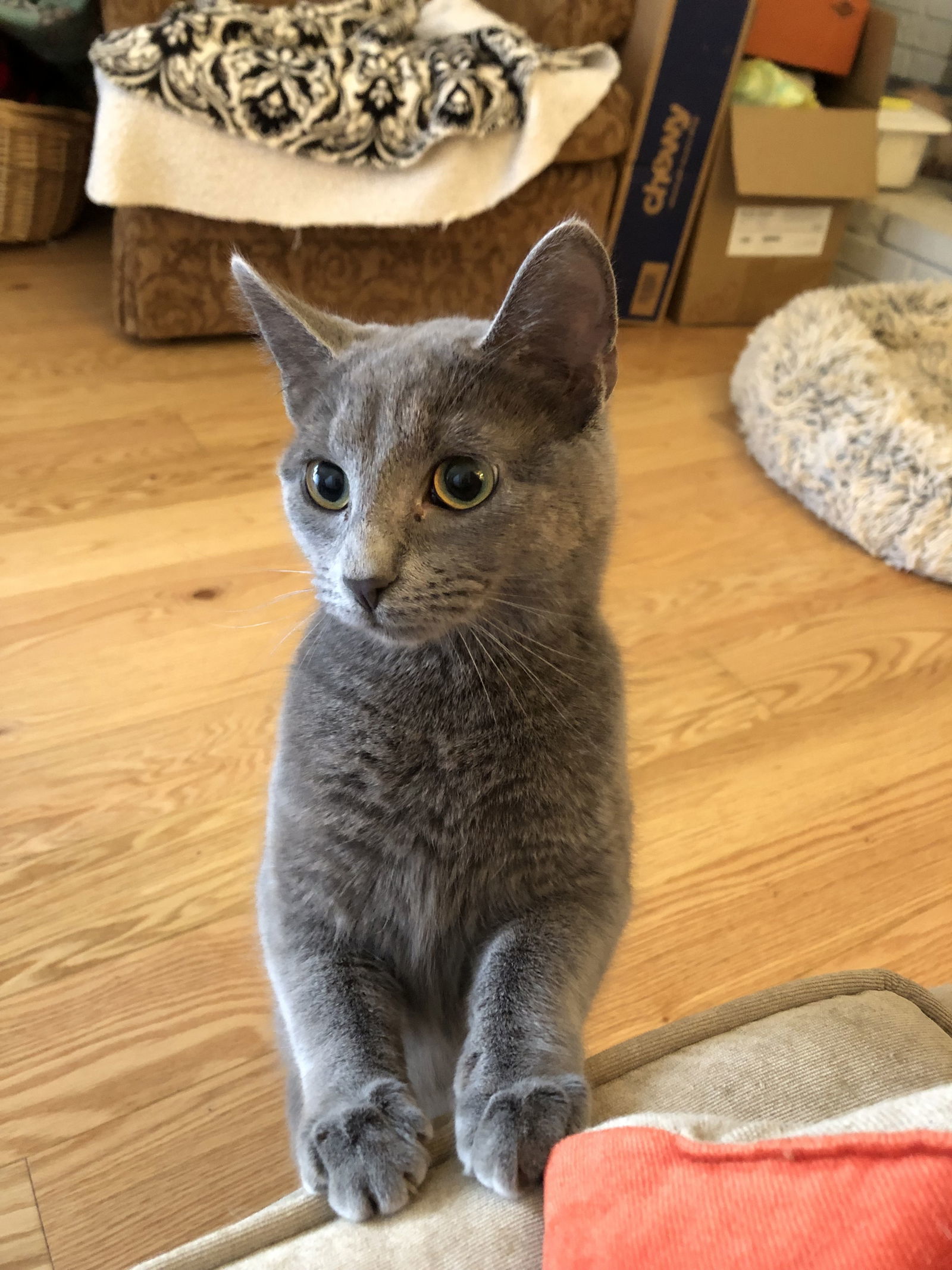 Arwen