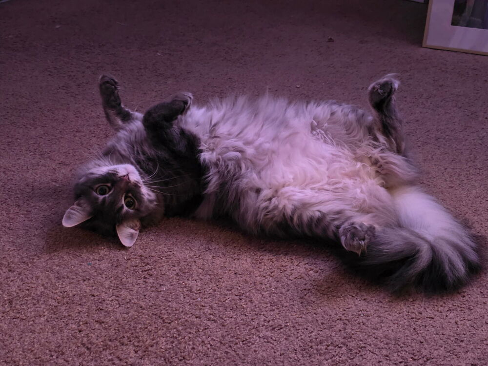 Ophelia, an adoptable Domestic Medium Hair in Lancaster, CA, 93536 | Photo Image 1