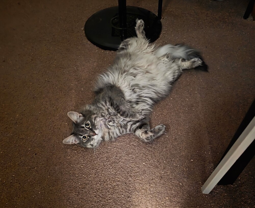 Ophelia, an adoptable Domestic Medium Hair in Lancaster, CA, 93536 | Photo Image 2