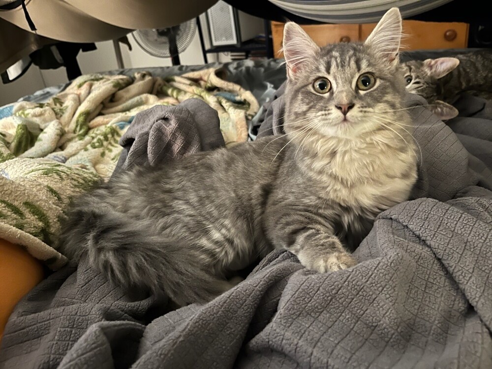 Ophelia, an adoptable Domestic Medium Hair in Lancaster, CA, 93536 | Photo Image 3