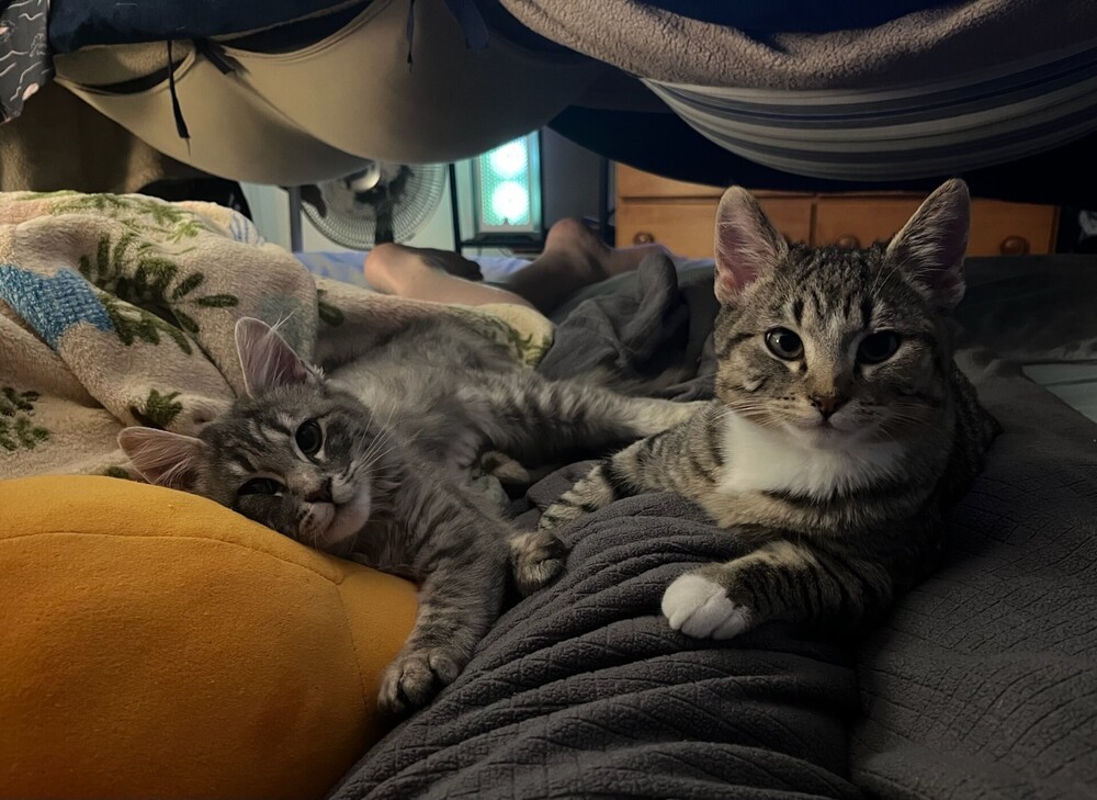 Ophelia, an adoptable Domestic Medium Hair in Lancaster, CA, 93536 | Photo Image 4